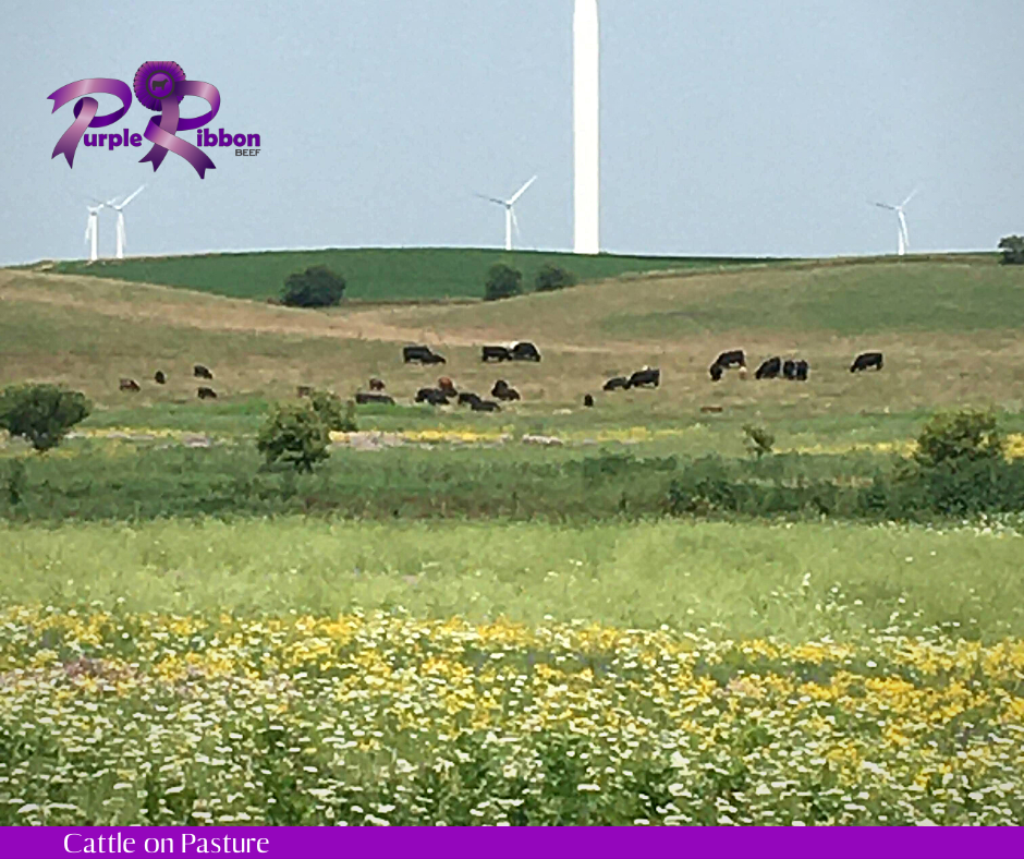 Cows on Pasture