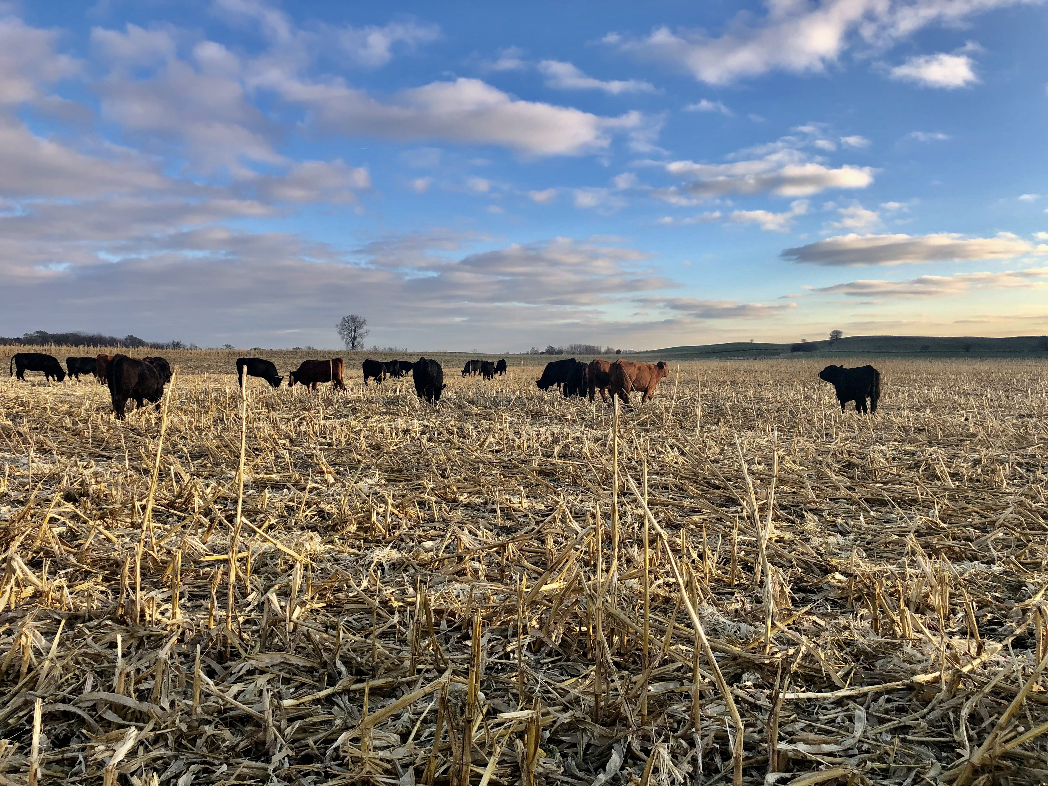 Momma Cows grazing on corn stalks