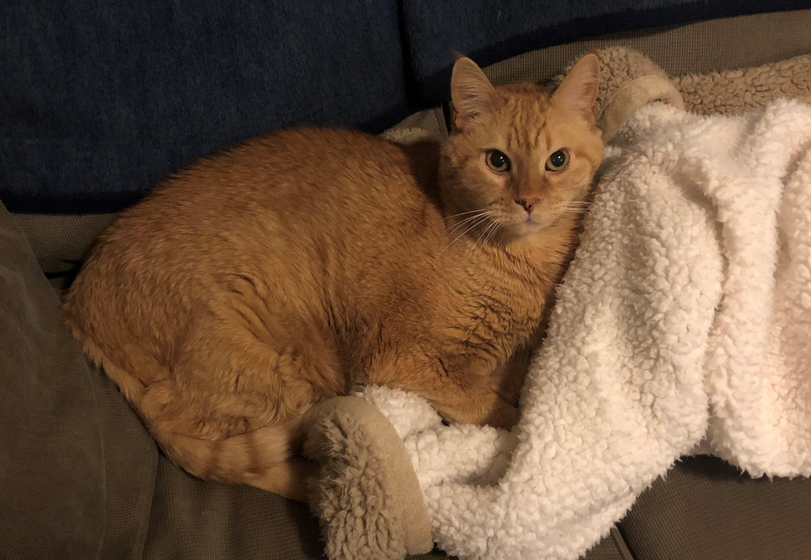 My cat