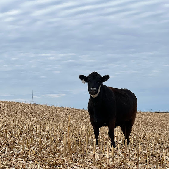 Cows on Corn Stalks