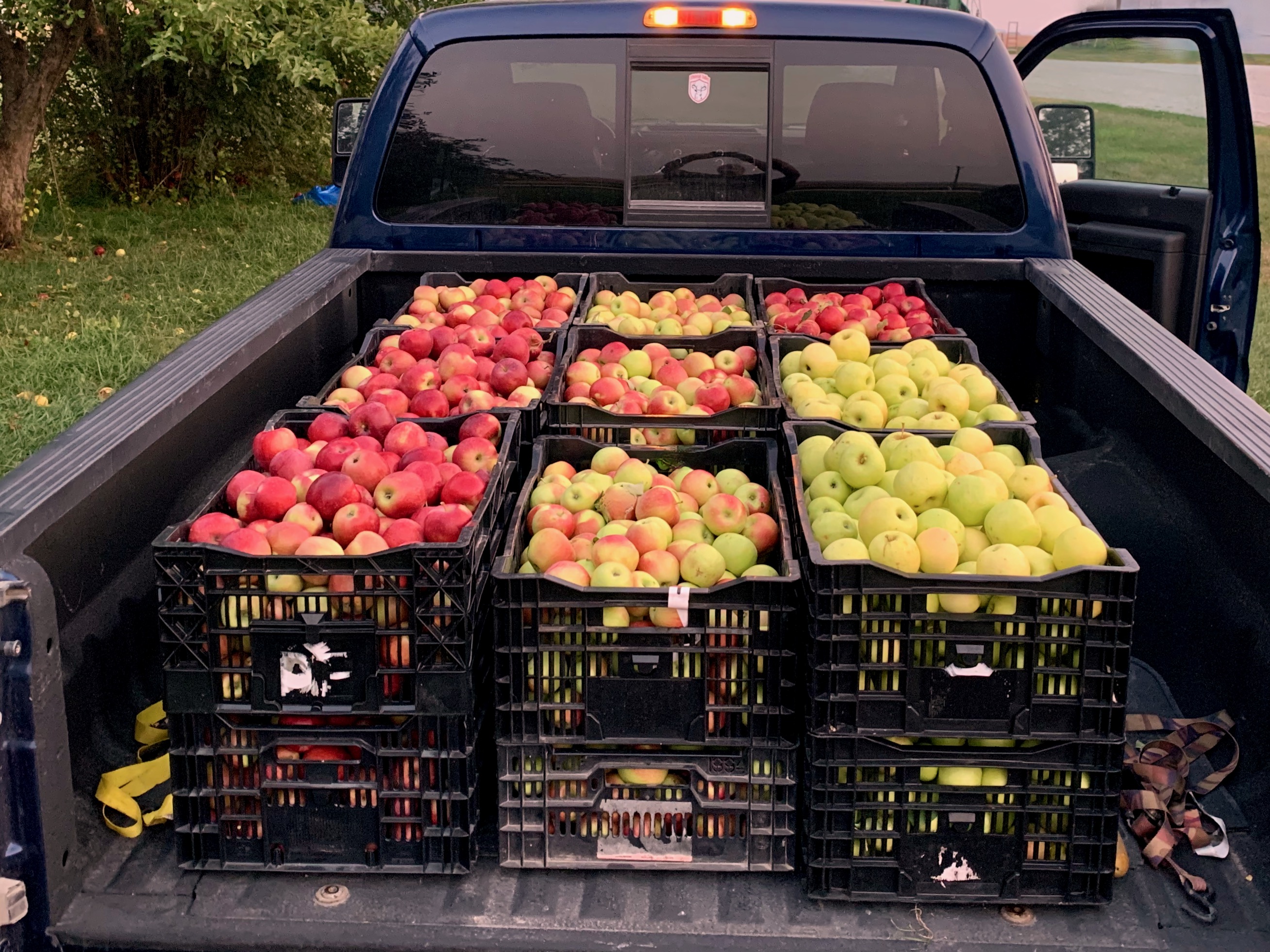 A pickup truck full of crates of red and yellow apples at harvest time.