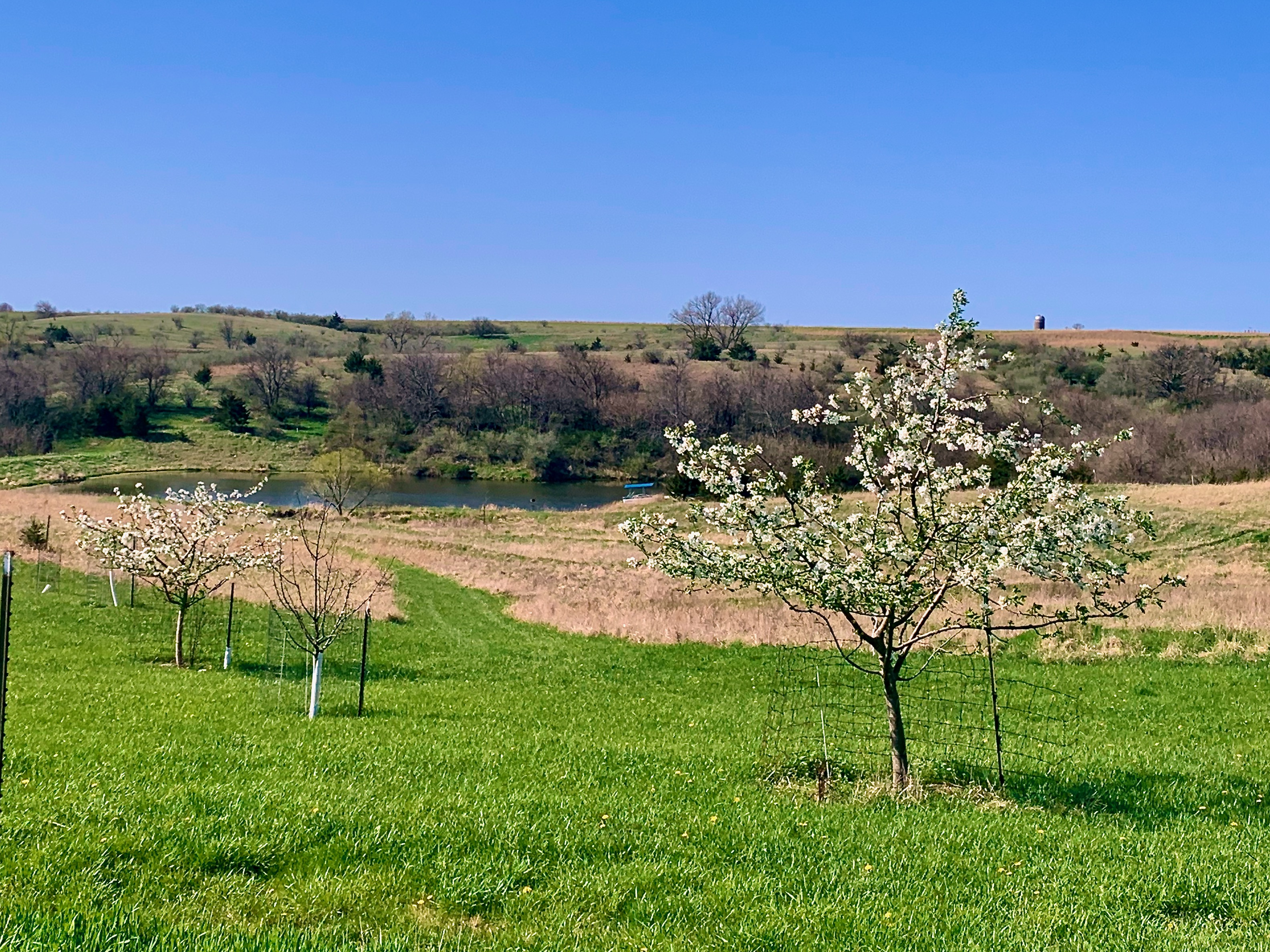 Blooming apple trees grown in a sustainable old world style called Streuobstwiese 