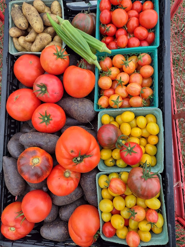 Crate full of colorful produce, including red, orange & yellow cherry tomatoes, red slicing tomatoes, purple and crescent potatoes and green okra. 