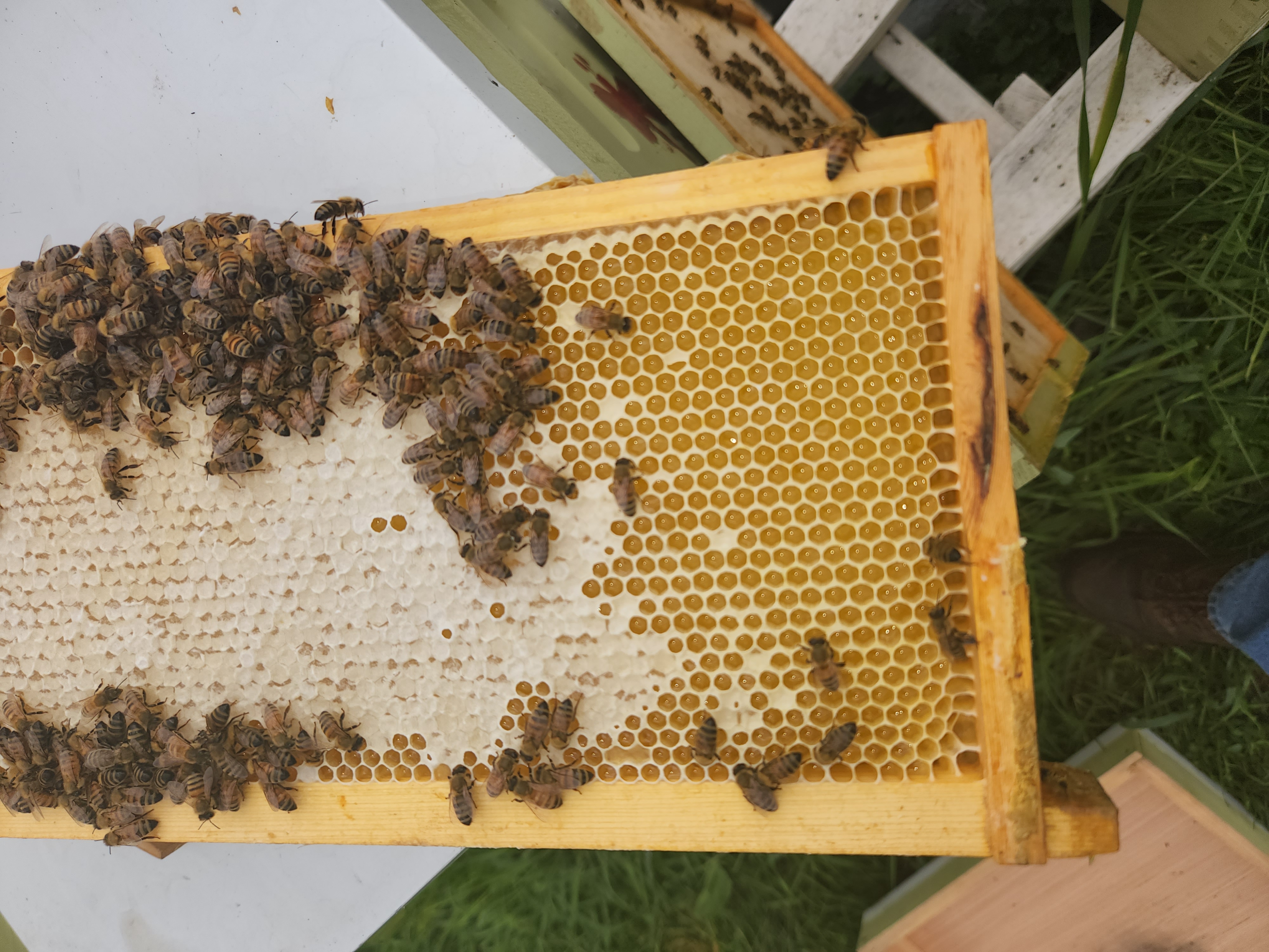 Honeybees on comb producing honey
