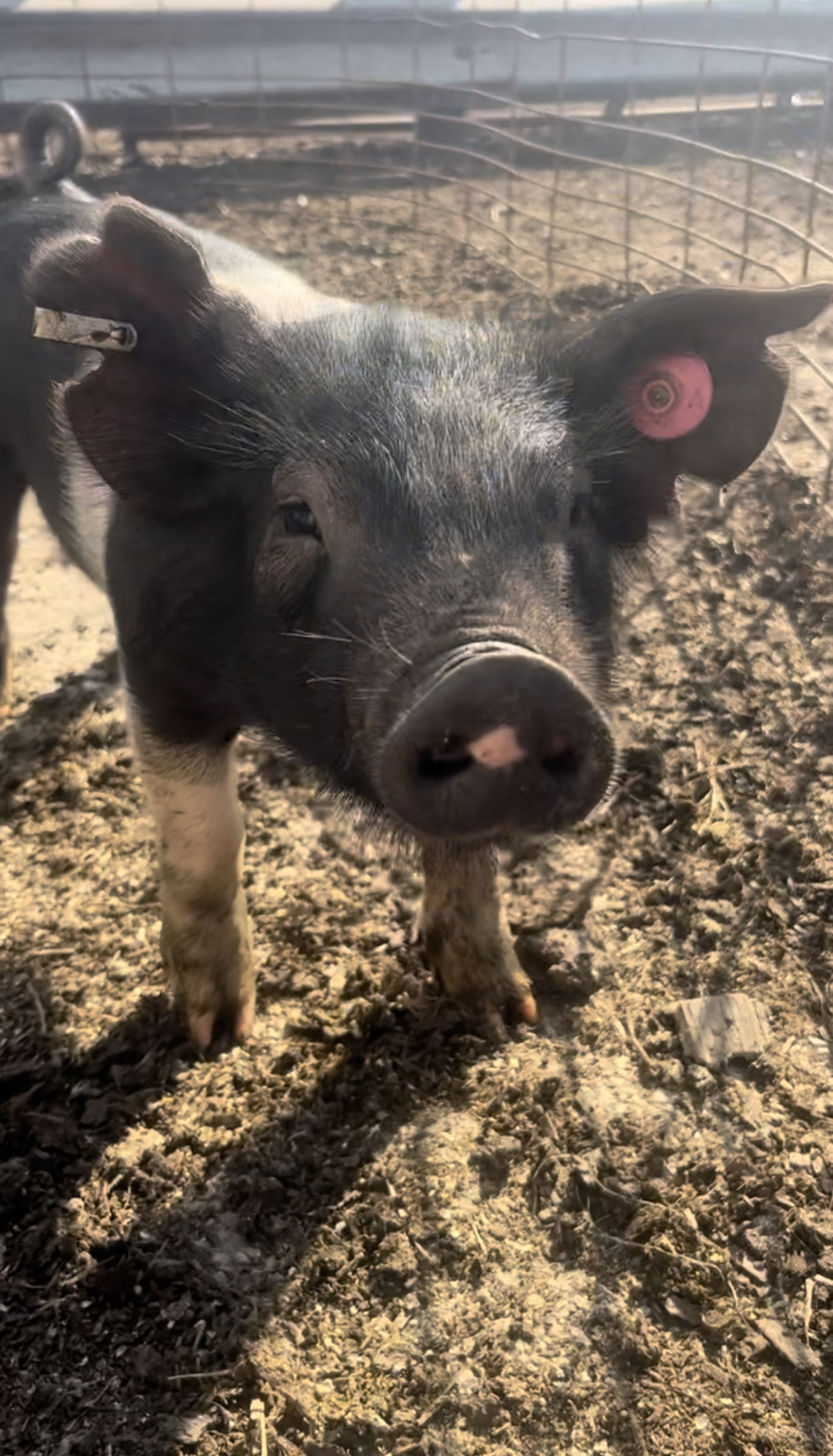 Tenley Farms Pork