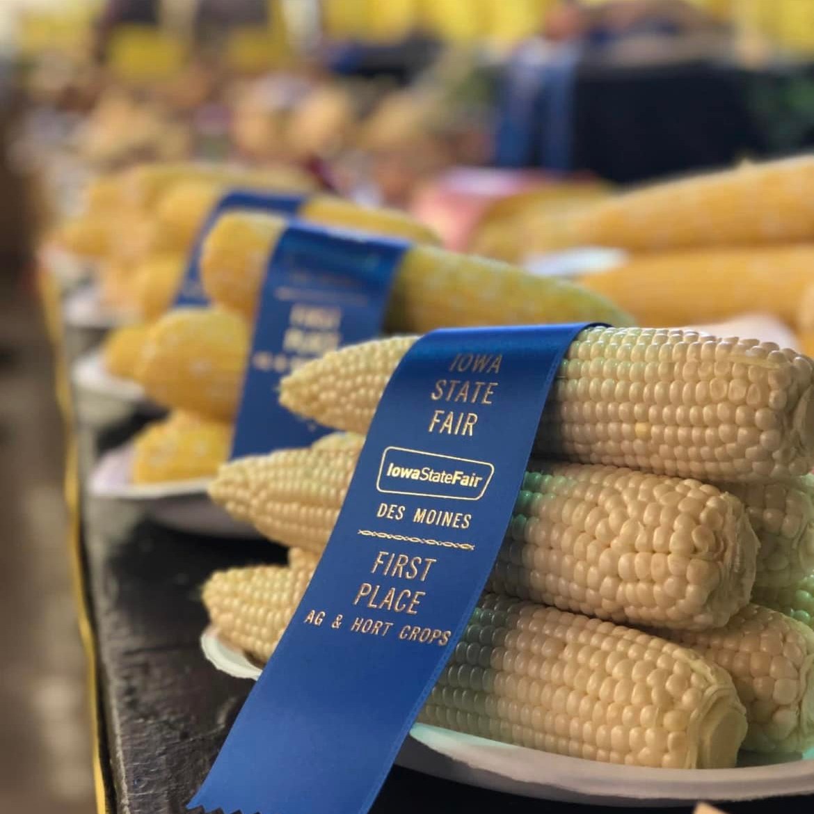 Iowa State Fair Award Winning Sweet Corn