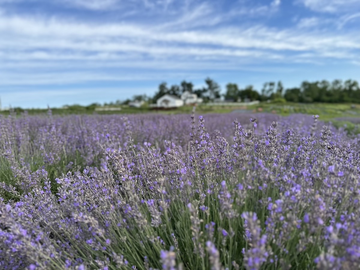 Lavender Field at PepperHarrow