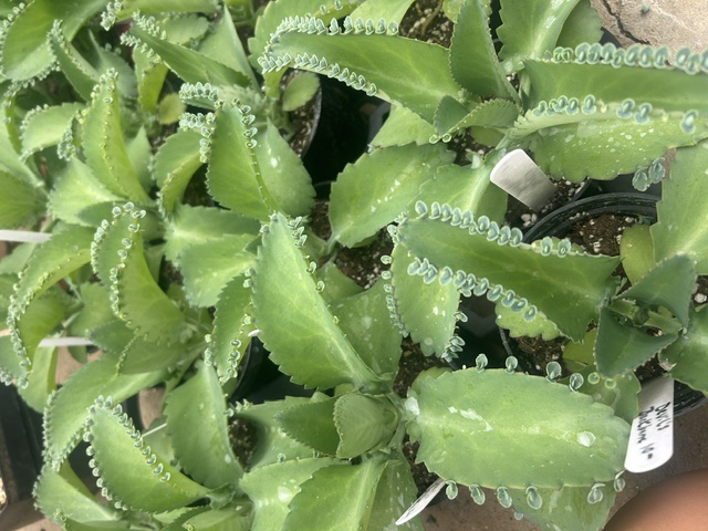 FREE "Devil's Backbone" plant to each Passport member!