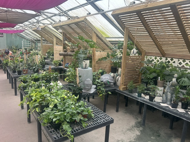 Big city selection in a small town greenhouse.