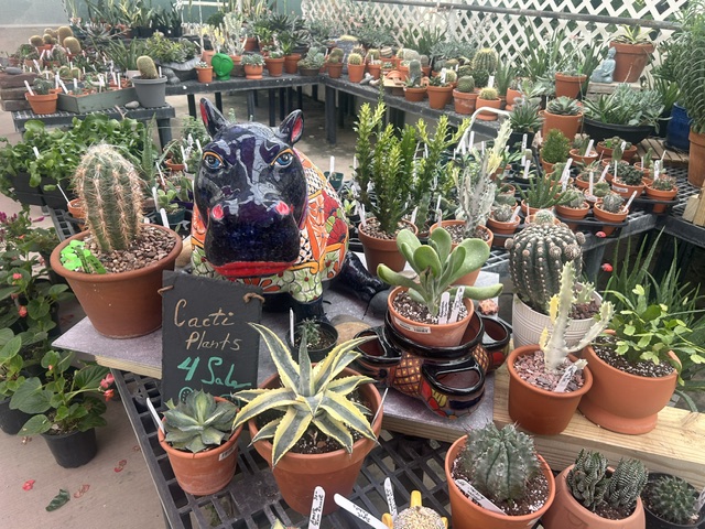 100's of cacti and unique indoor plants.