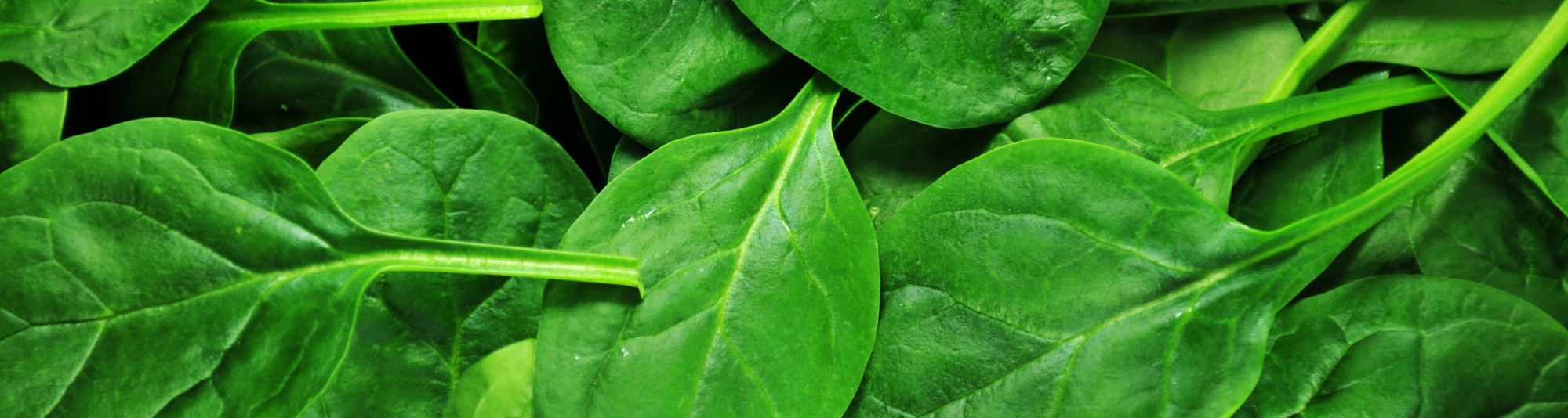 Spinach leaves