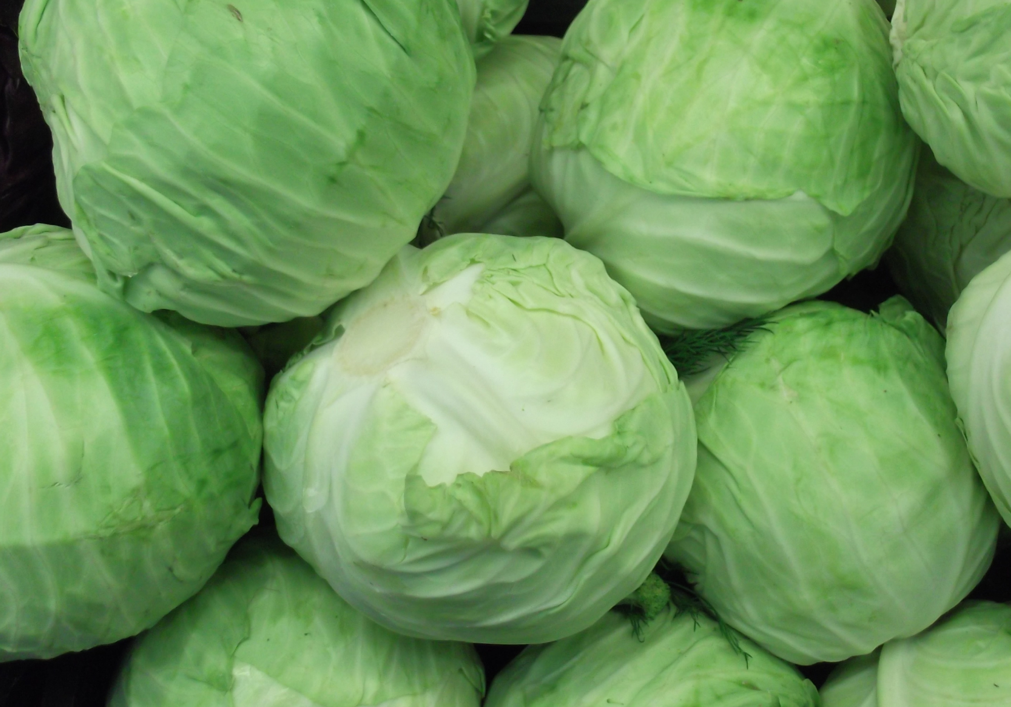 Cabbage