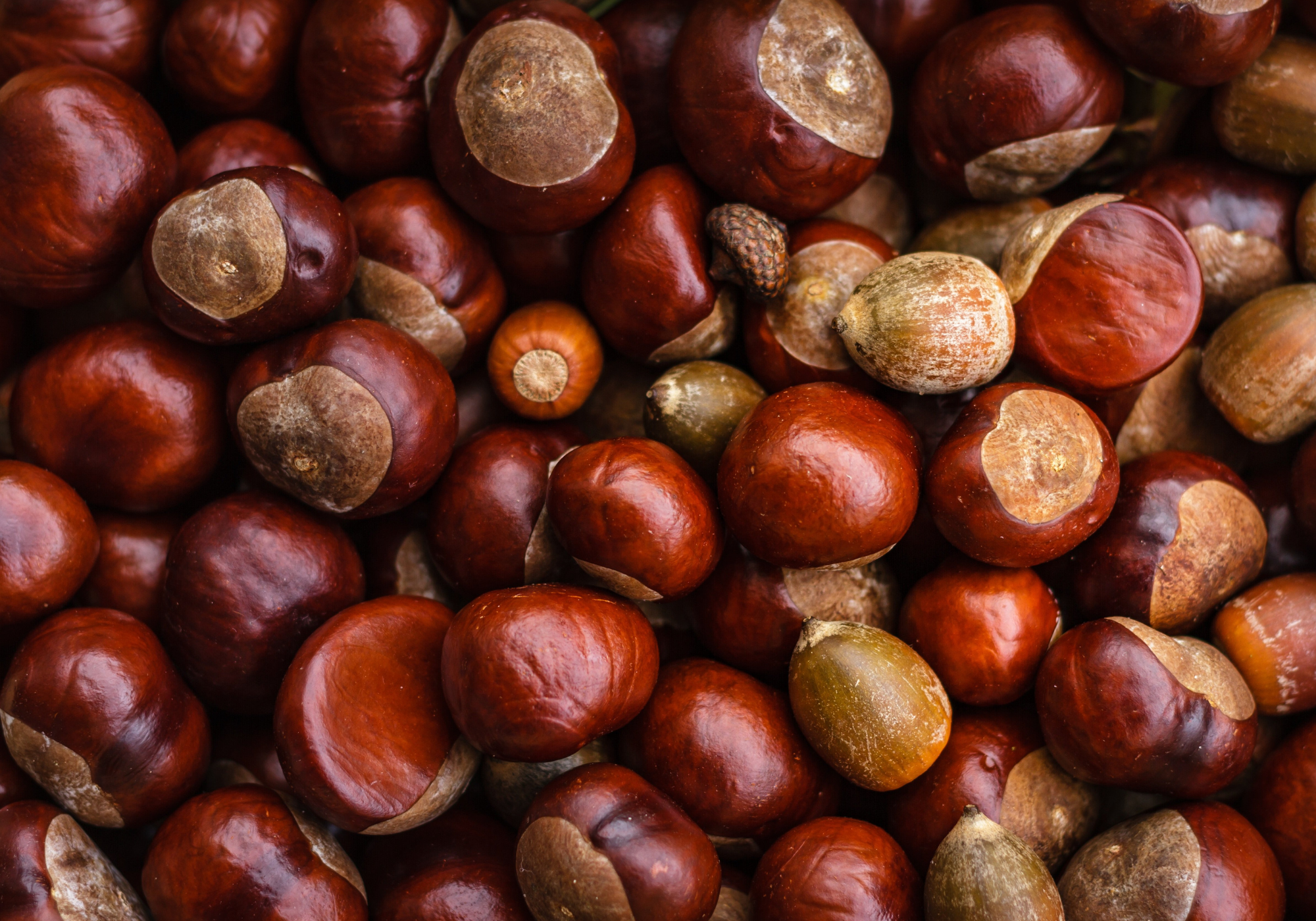 Chestnuts