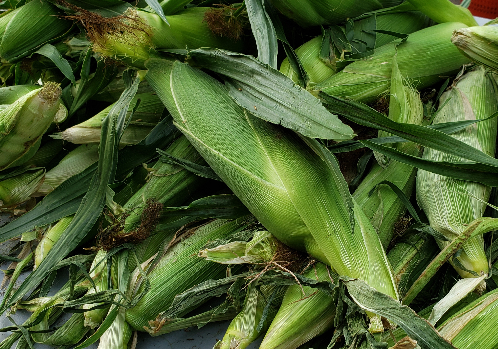 Corn, sweet