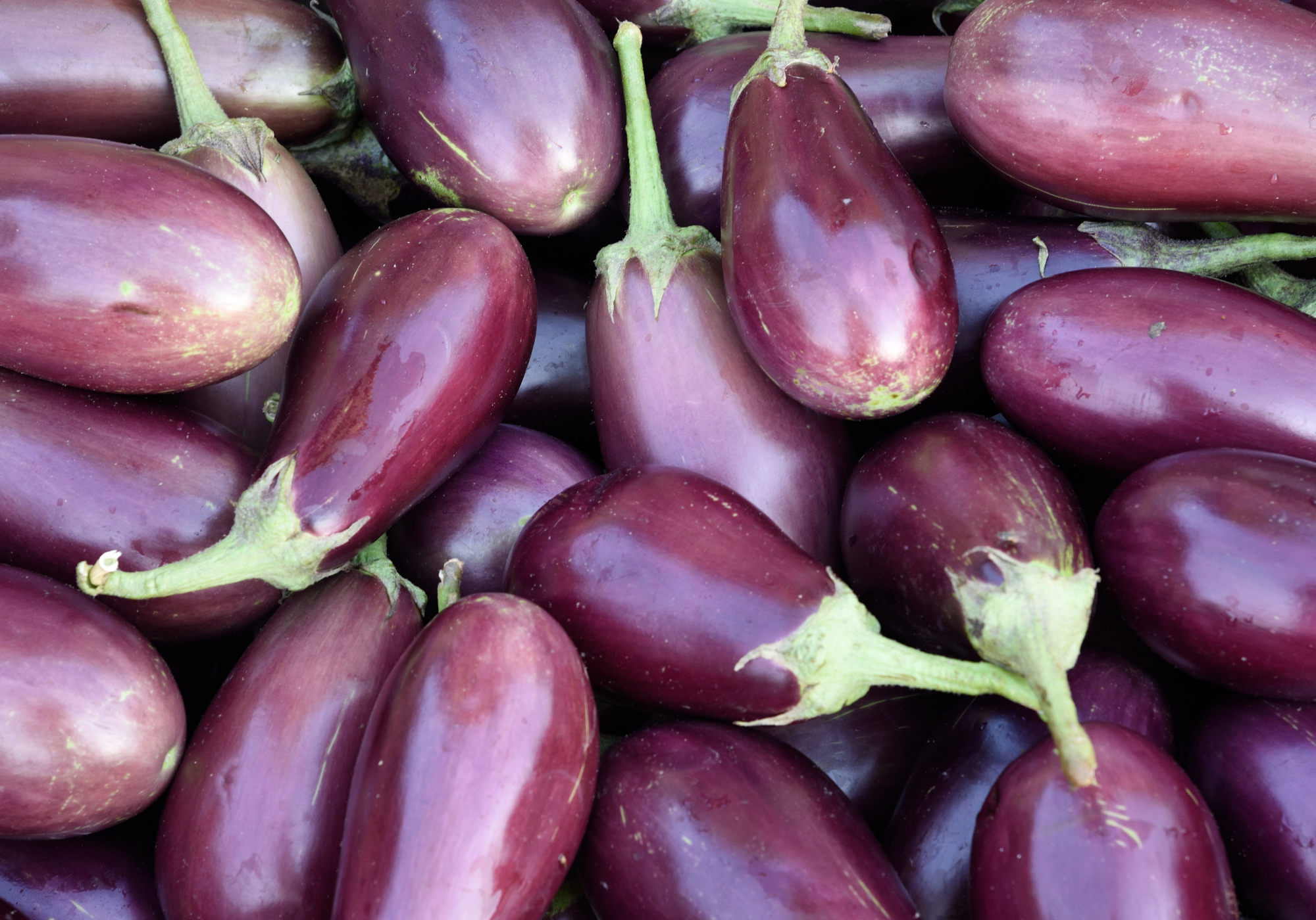 Eggplant