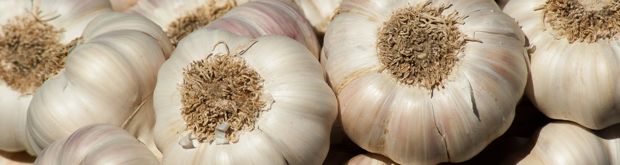 Several bulbs are garlic are ready to be peeled and eaten.