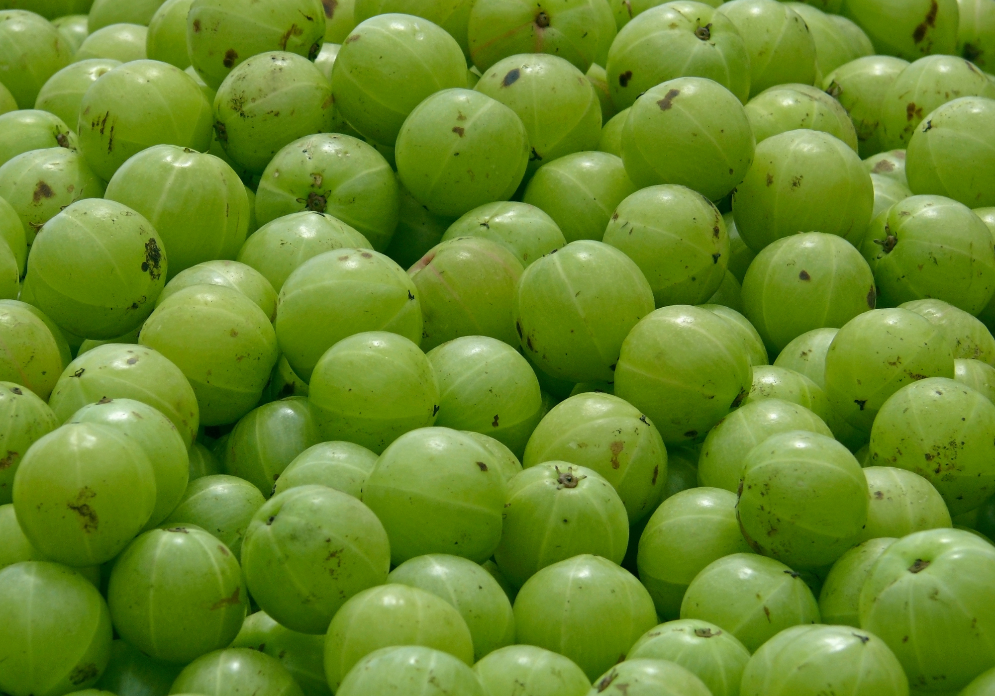 Gooseberries
