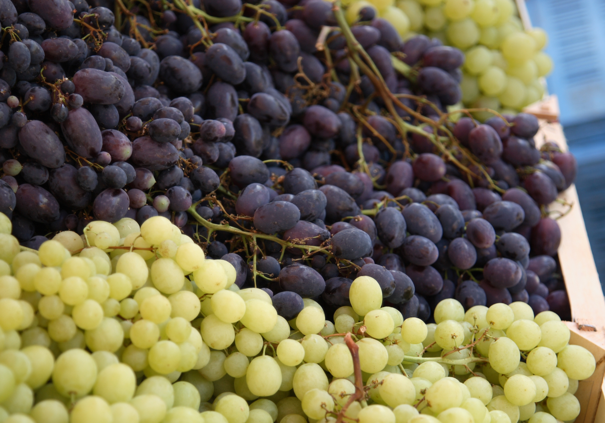 Grapes