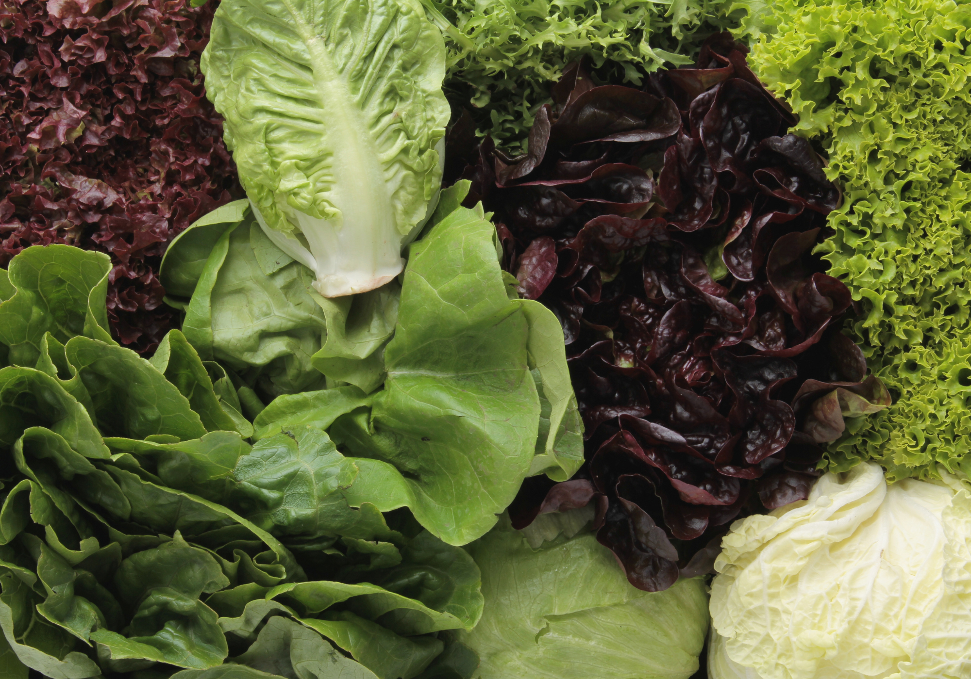 Lettuce
