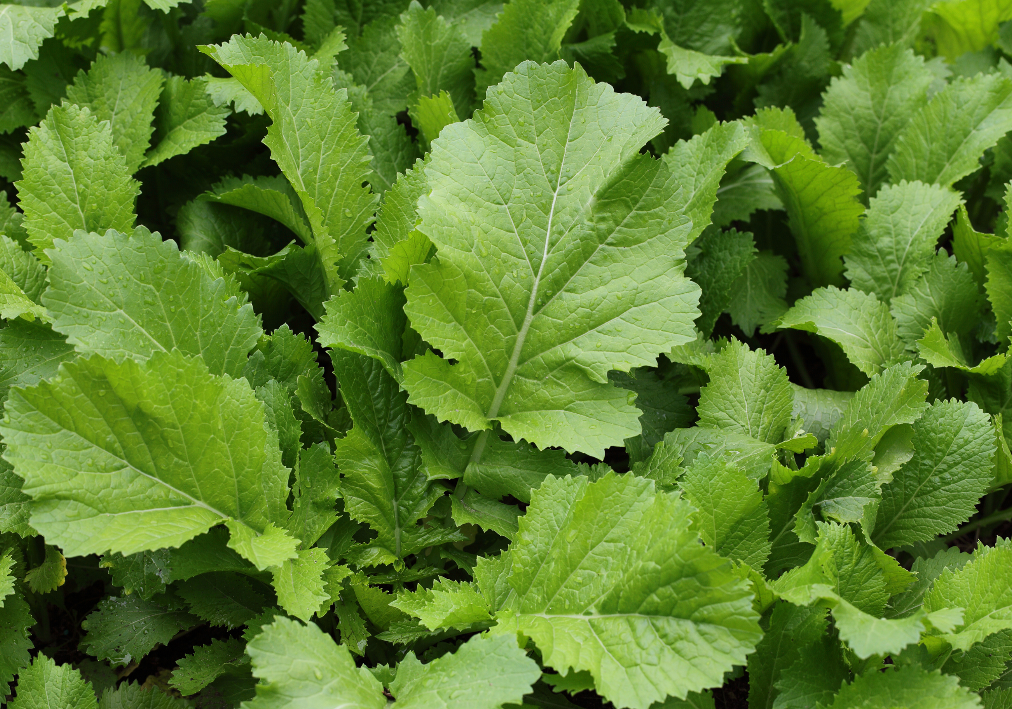 Mustard greens