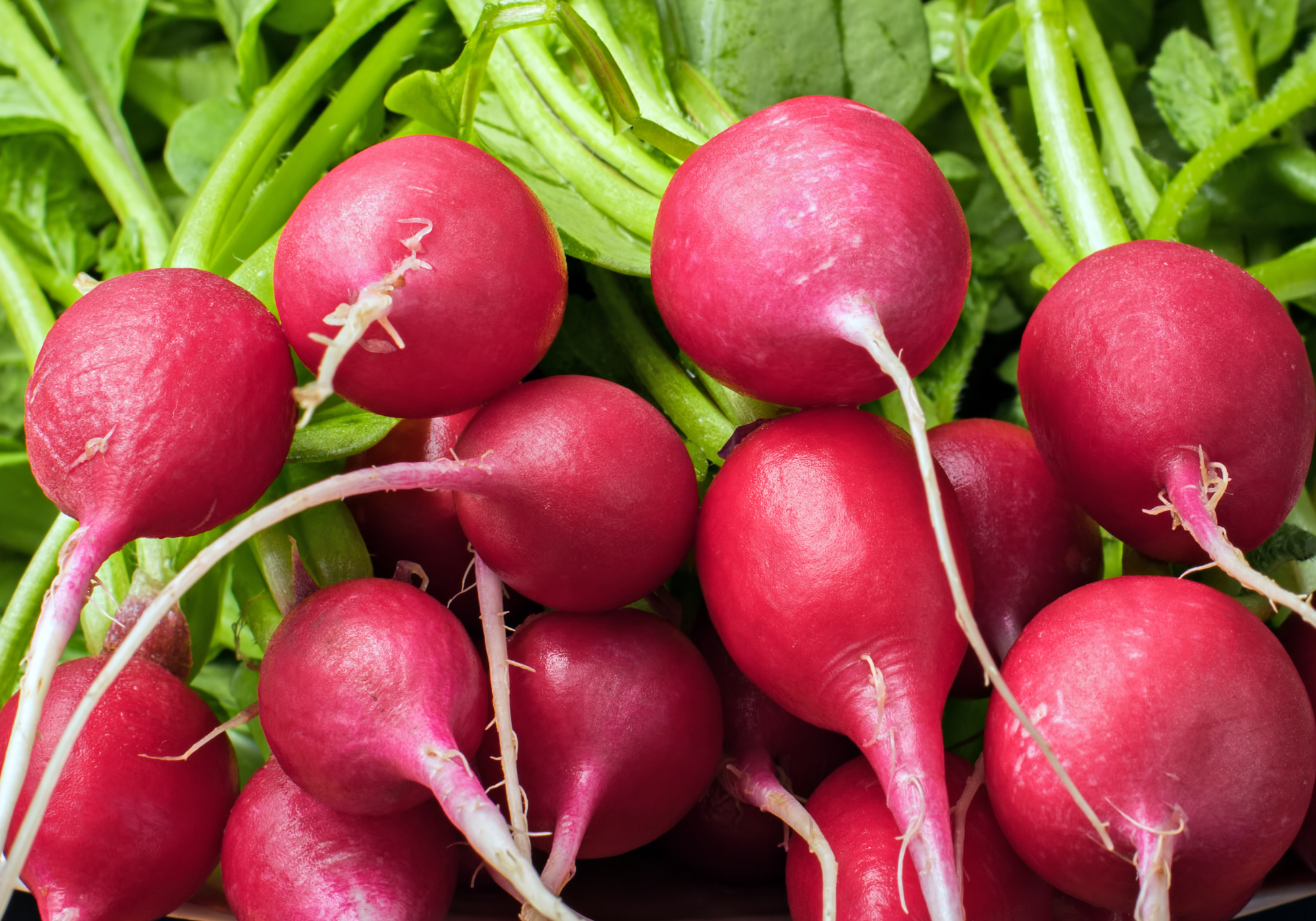 Radishes