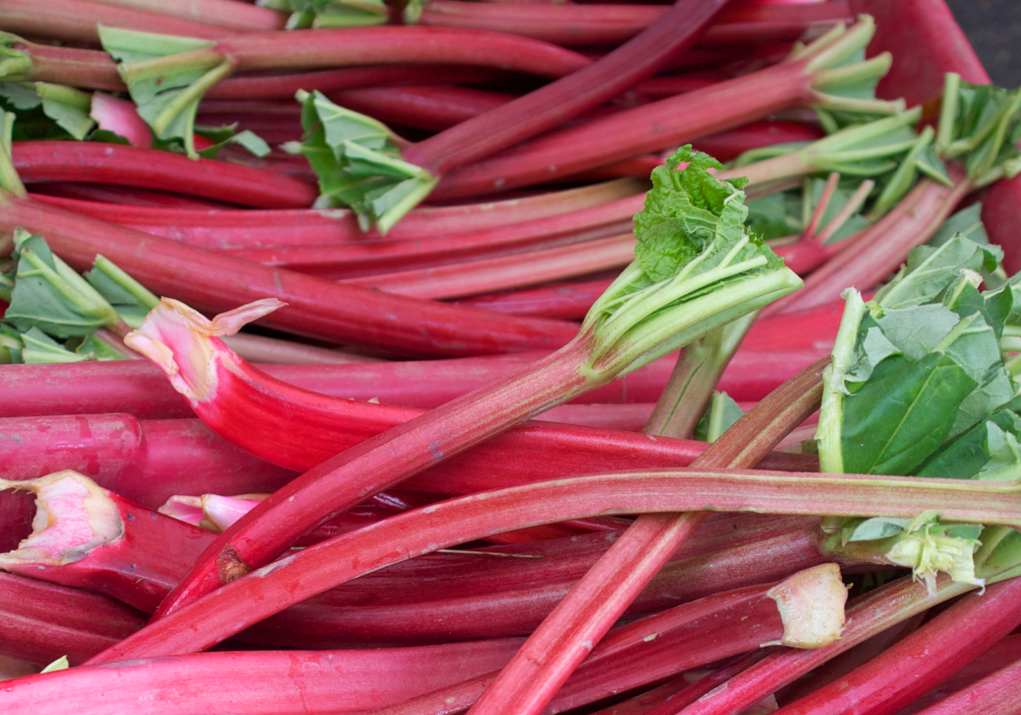 Rhubarb