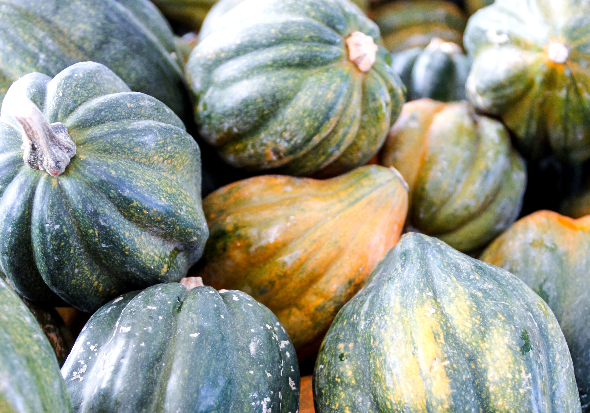 Squash