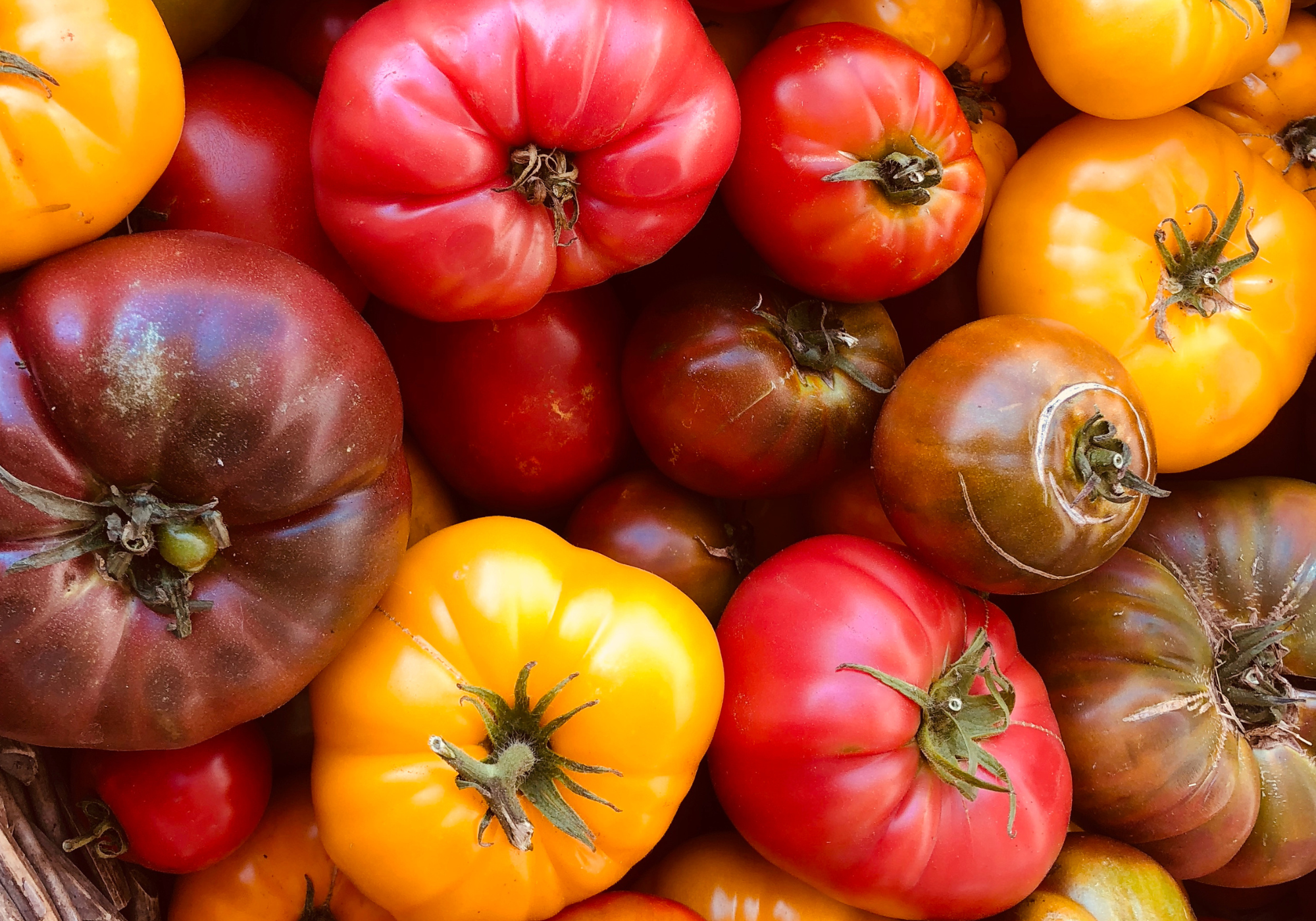 Tomatoes