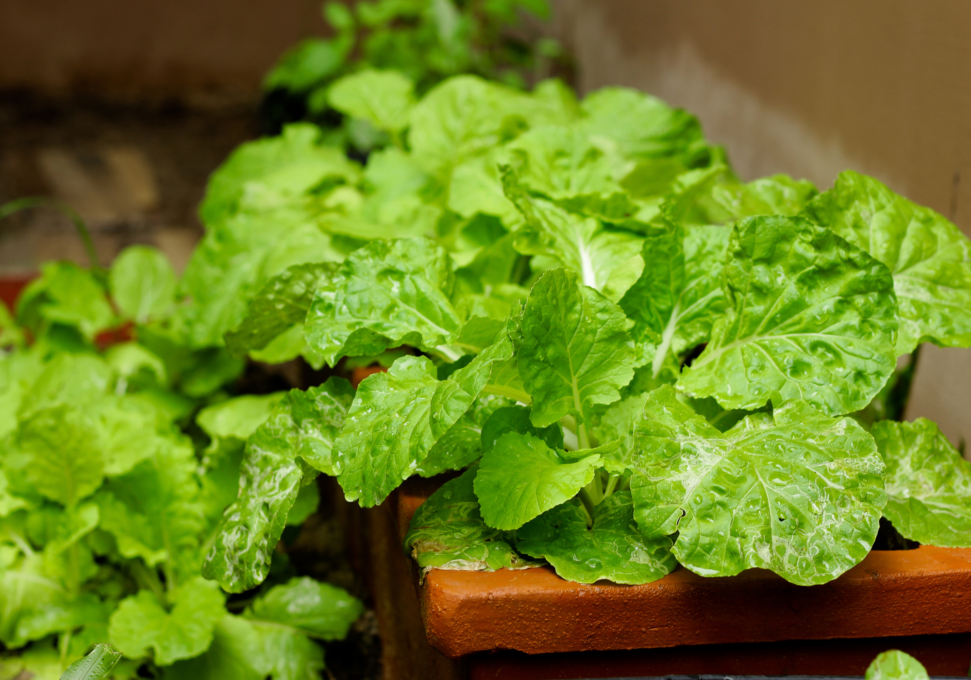 Turnip greens