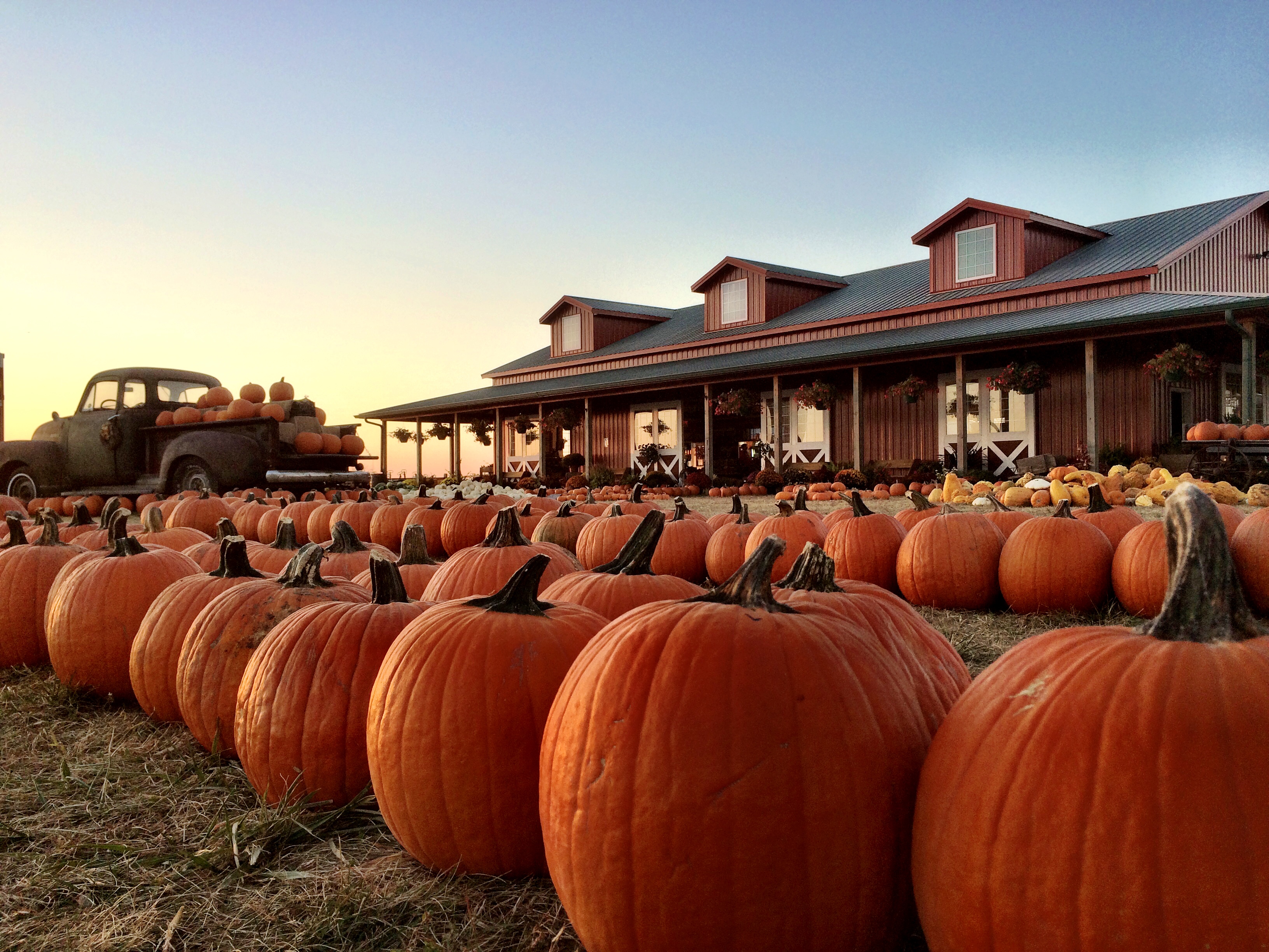 harvestville barn and pumpkins