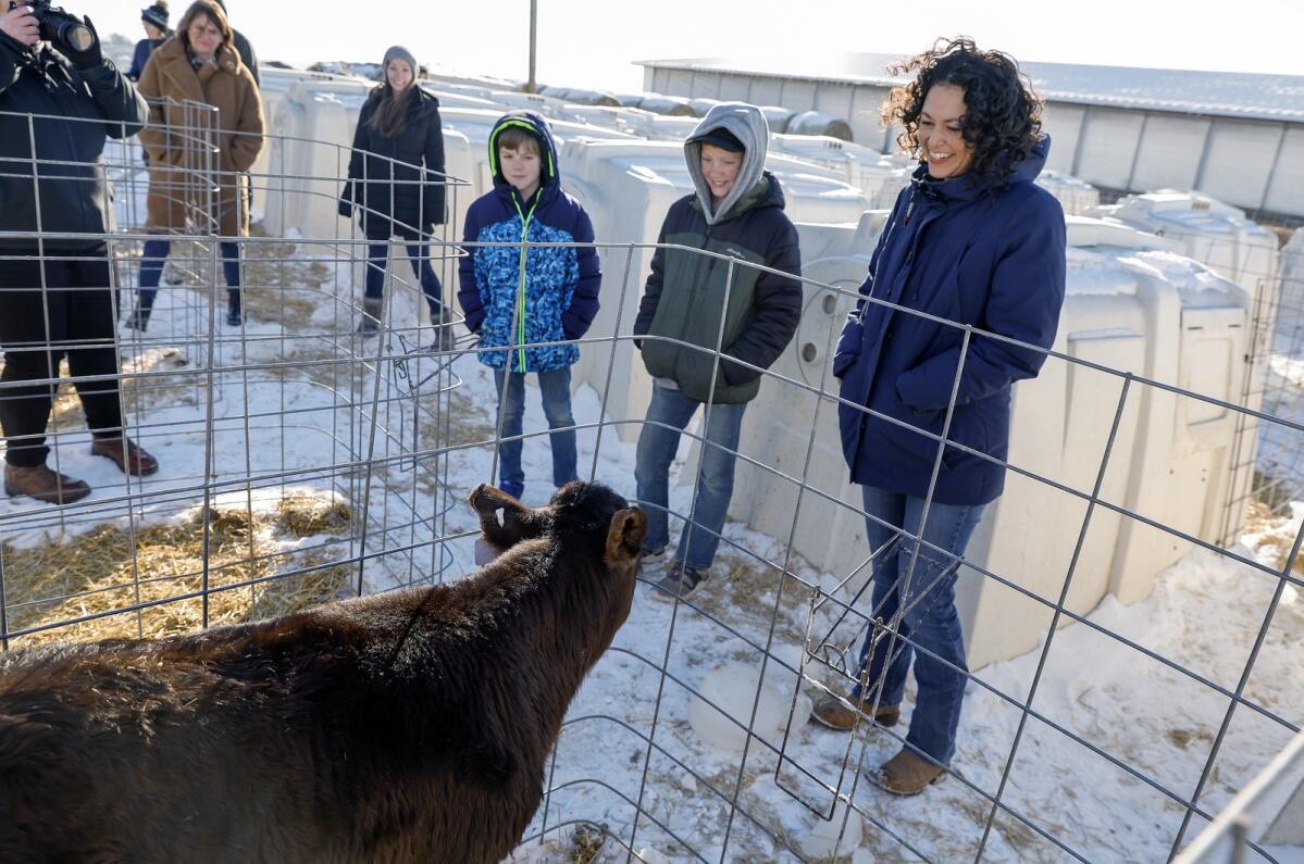 A group of adults and kids stands around calf pens on a sunny, snowy day.