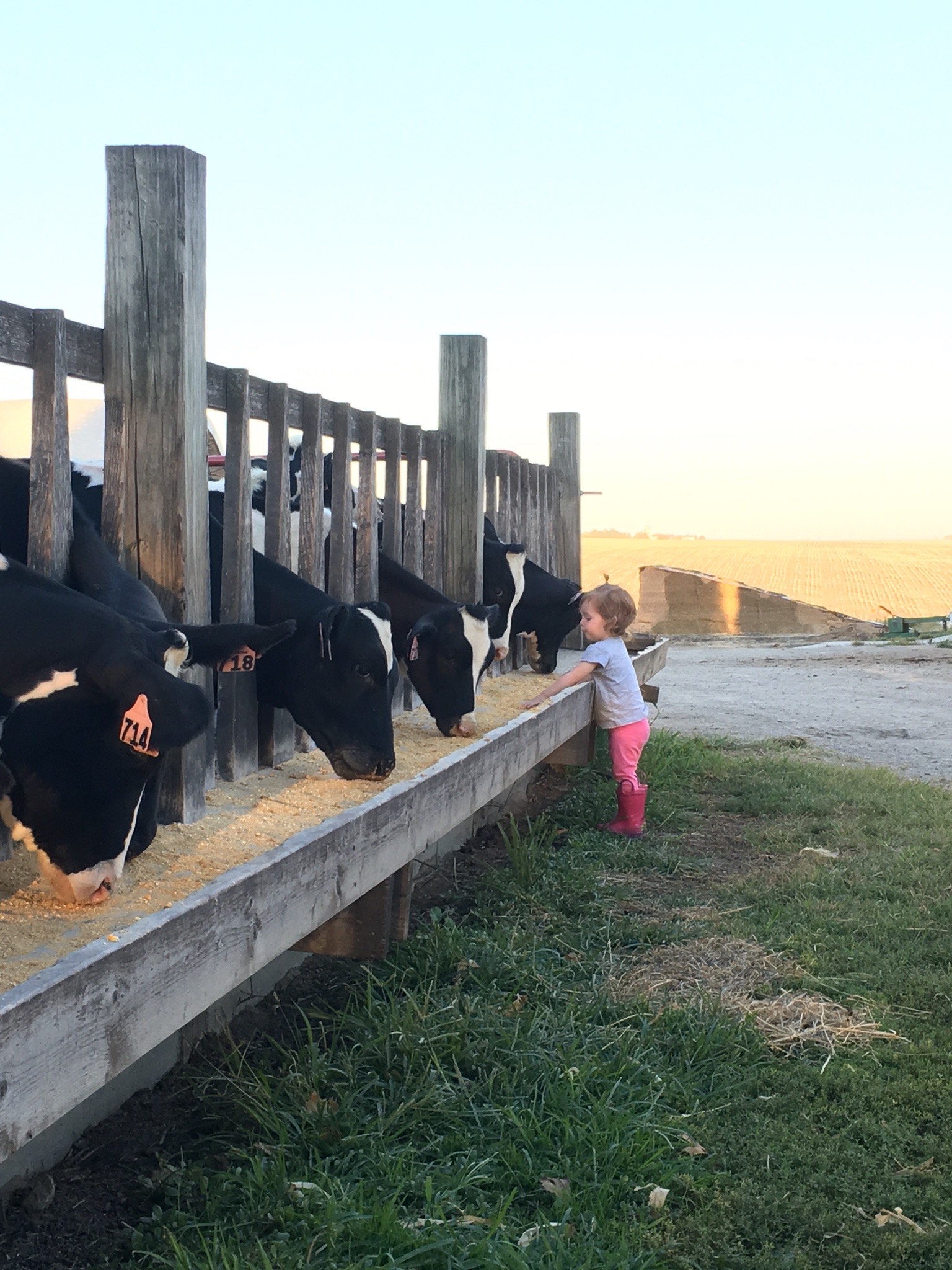 A little girl stands in front of some dairy cows eating from a trough.