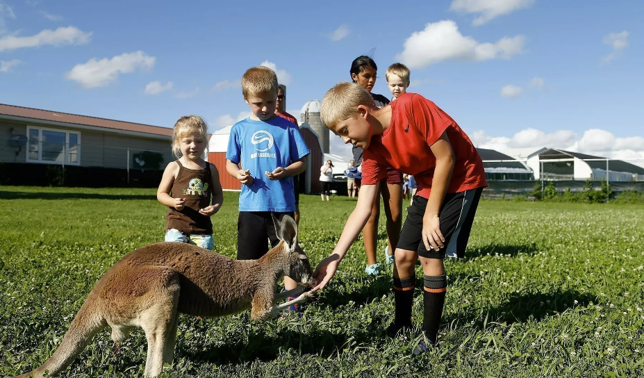 Kids feeding kangroos on farm tour. 