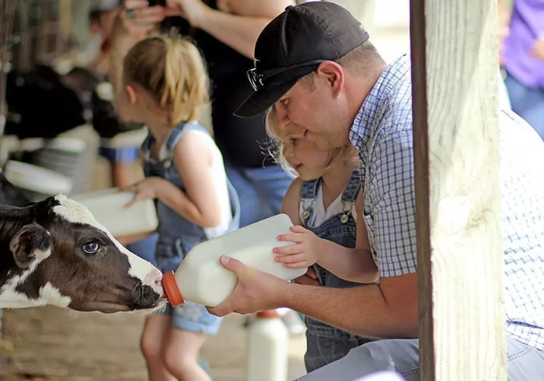 Feeding calves on tour