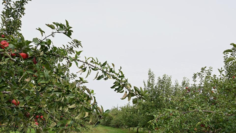 Apple Blossom Farm is full of apple trees.