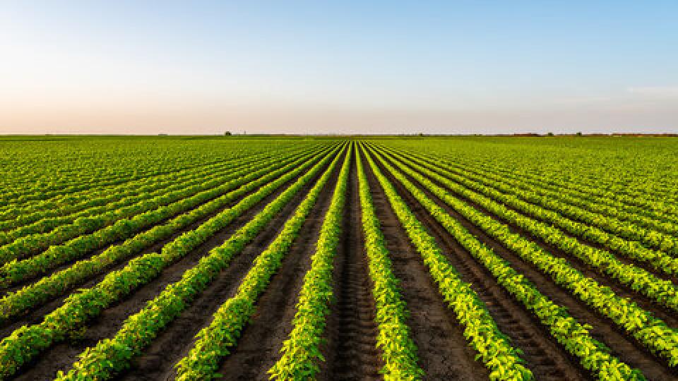 Farm