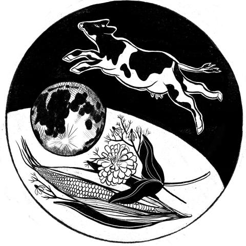 Black and white image showing a holstein cow jumping over the moon with an ear of corn under the moon and a flower. 