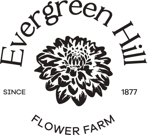 Evergreen Hill Flower Farm logo with a black and white contrast drawn dahlia in the center.