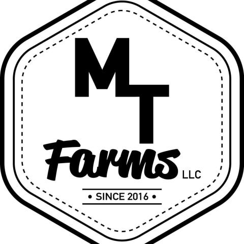 MT Logo
