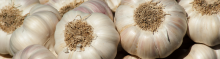 Several bulbs are garlic are ready to be peeled and eaten.