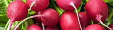 Radishes