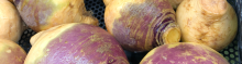 rutabaga