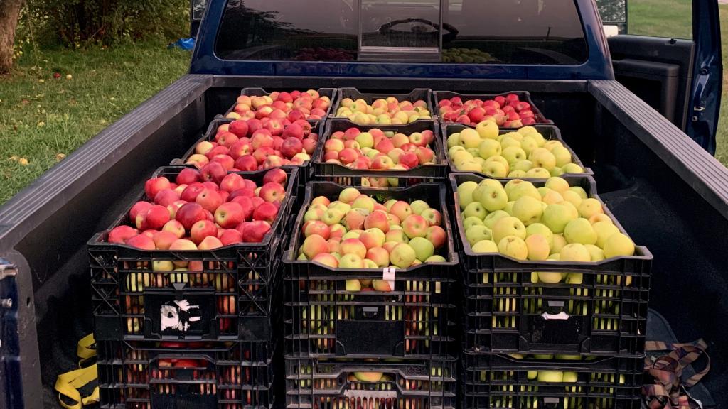 A pickup truck full of crates of red and yellow apples at harvest time.