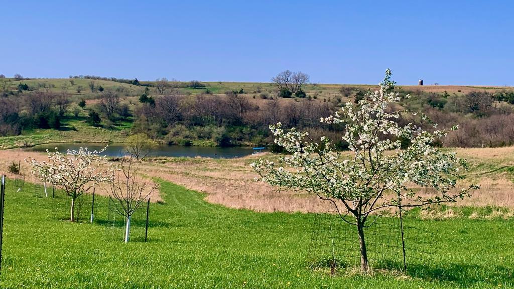 Blooming apple trees grown in a sustainable old world style called Streuobstwiese