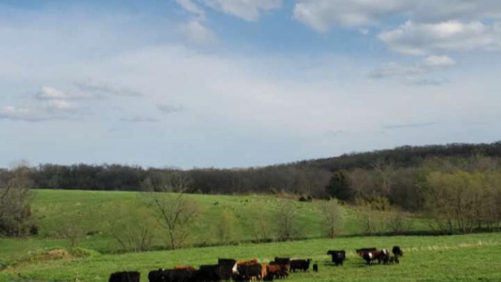 our cows out on pasture