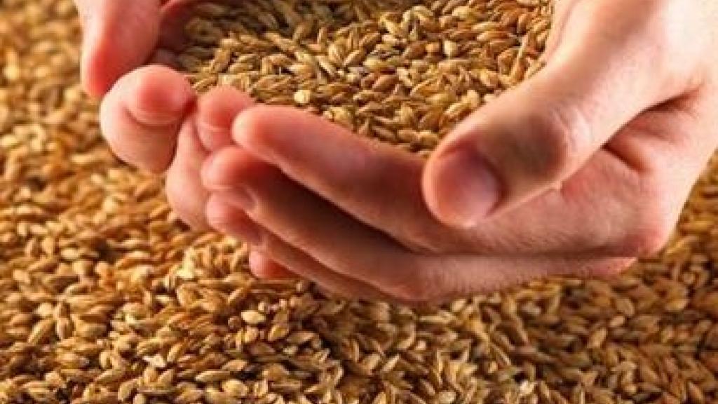 wheat berries