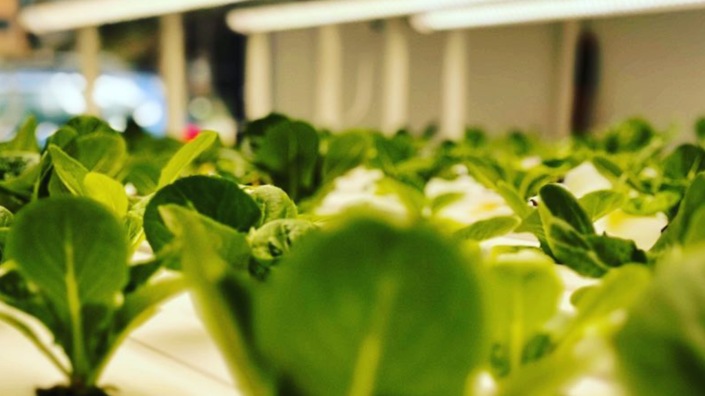 romaine lettuce