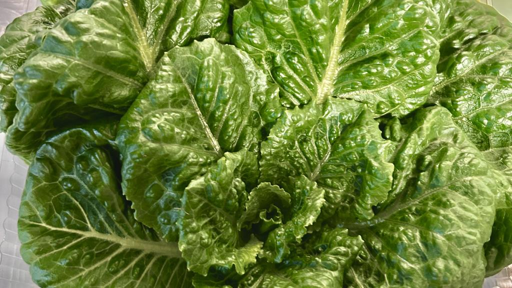 One of our many beautiful lettuce varieties