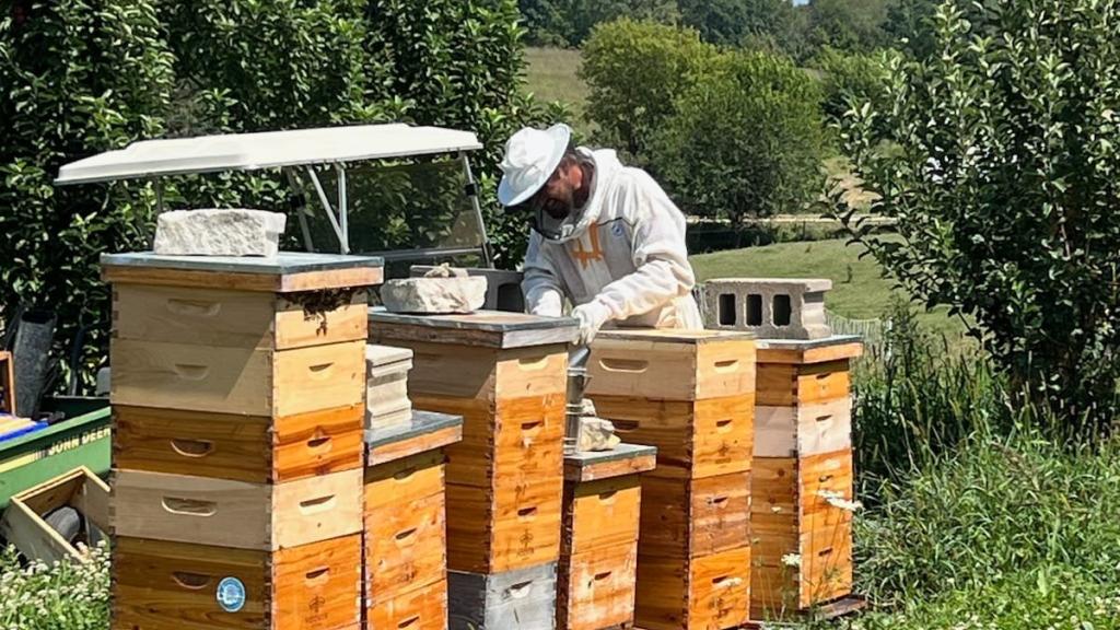 Bees
