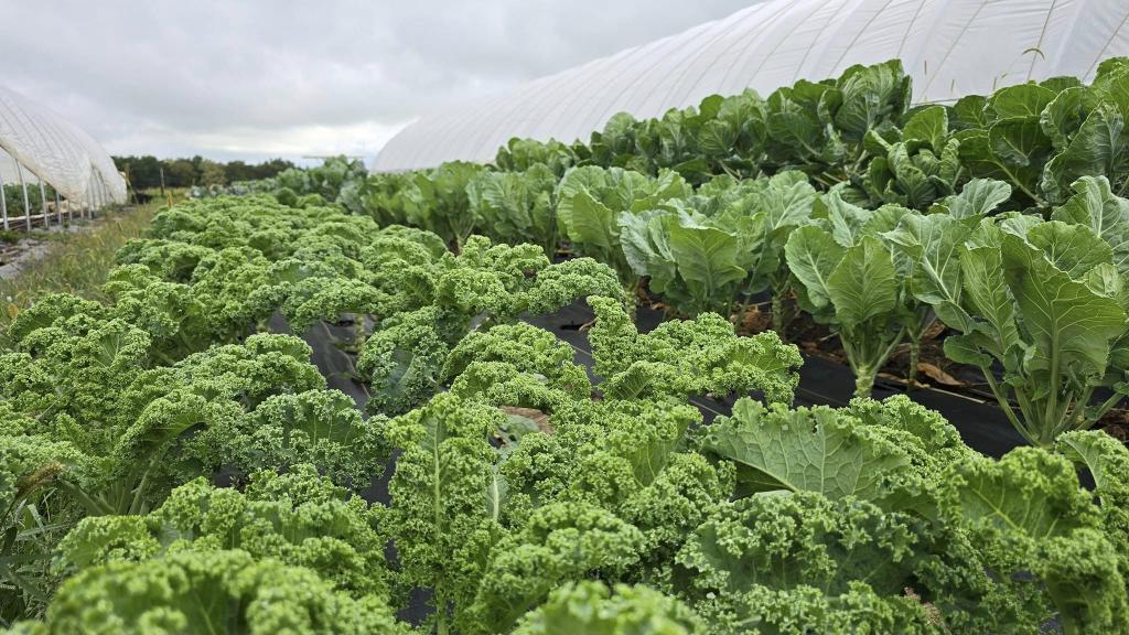 Greens